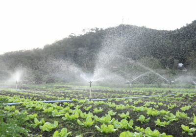 Secretaria de Meio Ambiente convoca produtores agroecológicos urbanos para cadastramento