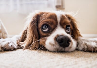 São Gonçalo Shopping promove evento de adoção de cães e gatos neste domingo