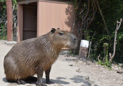 Guarda Ambiental da Prefeitura de Niterói resgata capivara na Região Oceânica