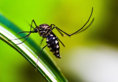 Vigilância em Saúde Ambiental de Cabo Frio realiza mutirão de fiscalização de imóveis para combate à dengue