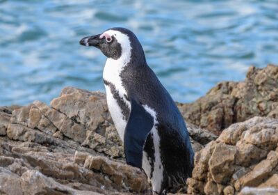 Coordenadoria de Meio Ambiente da Guarda Municipal de Niterói resgata pinguim na Ilha da Conceição