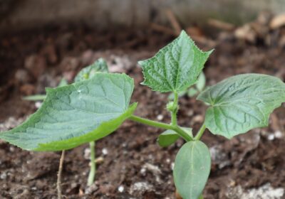 Prefeitura está plantando milhares de mudas de plantas em Niterói 