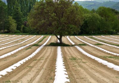 Secretaria de Meio Ambiente inaugura neste sábado a primeira feira do Circuito de Feiras Agroecológicas de Niterói