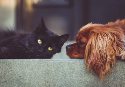 Primeira feira de adoção de cães e gatos do ano será no Campo de São Bento neste domingo