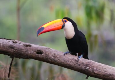 Guarda Ambiental de Niterói resgata tucano dentro de cozinha no bairro de São Francisco