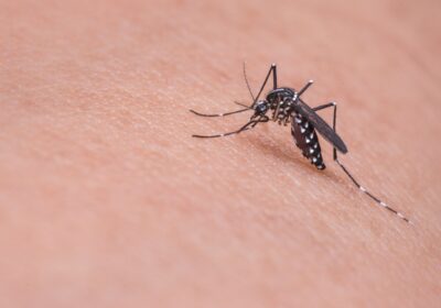 Prefeitura de Niterói cria comitê de monitoramento e prevenção à dengue
