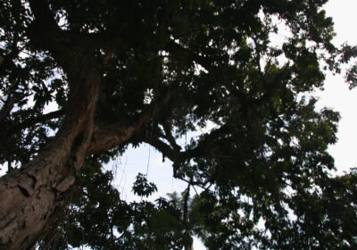 Niterói ganha selo internacional de “Cidade Árvore do Mundo”