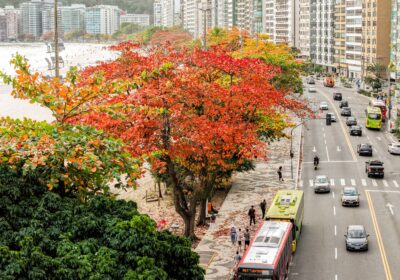 Niterói é premiada pelo quinto ano consecutivo com selo internacional de arborização urbana