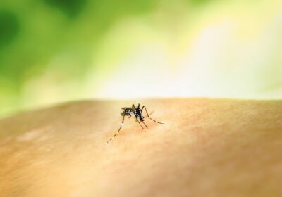 Niterói é referência no uso do método Wolbachia contra a dengue